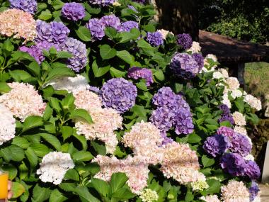DSCF9858.jpg